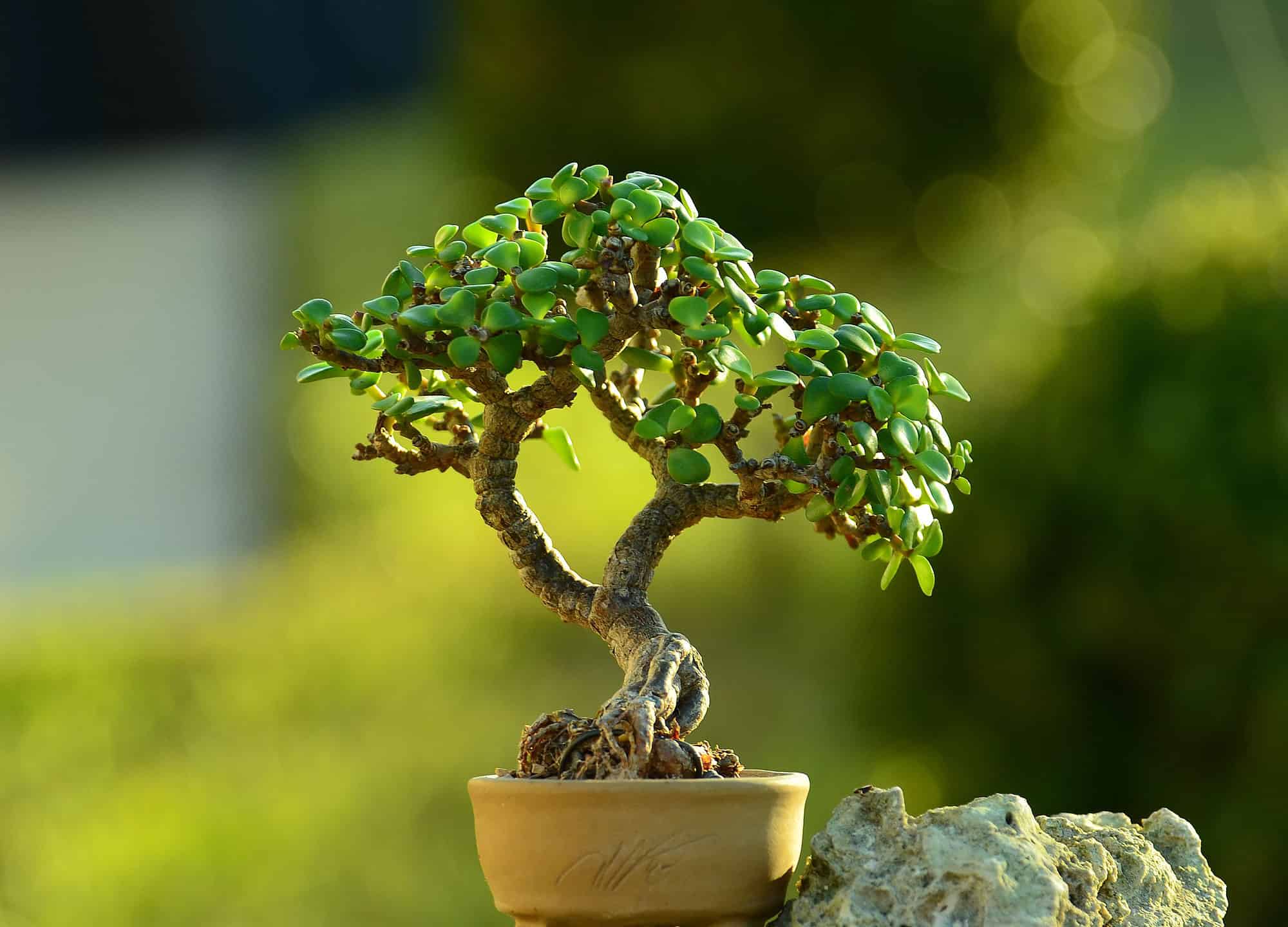 Jade Bonsai trees